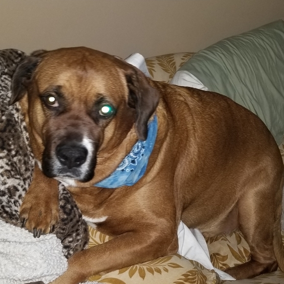 Chrissy V Poshmark Ambassador - Picture 6 of 6